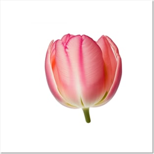 Pink Tulip flower art print Posters and Art